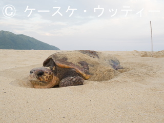 Ⓒ 縮小 2017年5月12日 鹿屋久島 いなか浜 アカウミガメ産卵 1.jpg