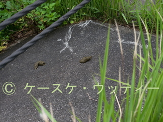 Ⓒ 縮小 2017年5月14日 ヤクザルの糞 永田辺り.jpg