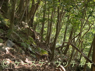 Ⓒ 縮小 2017年5月14日 ヤクシカ 2 西部林道.jpg