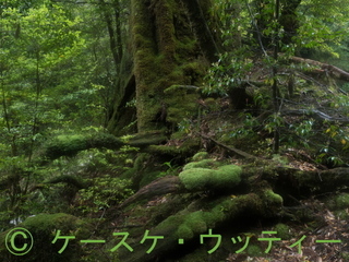 Ⓒ 縮小 2017年5月16日 屋久島 白谷 9.jpg