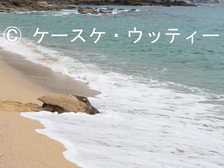 Ⓒ 縮小 5140139.jpg