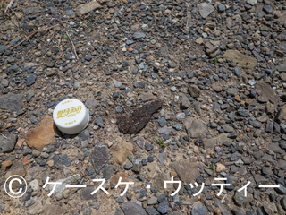 Ⓒ 縮小 ブ 2017年5月8日 長崎県 対馬 (フィールドサイン).jpg