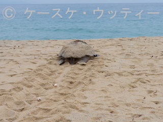 Ⓒ 縮小 P5140128.jpg