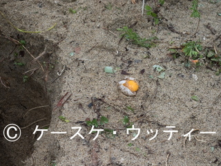 Ⓒ 縮小 P5170408.jpg