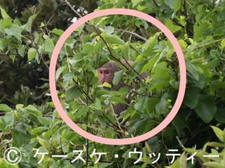 Ⓒ 〇印 トリミング 縮小 2017年5月14日 ヤクザル永田辺り 1.jpg