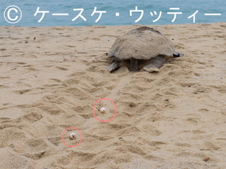 Ⓒ 〇印 トリミング 縮小 P5140128.jpg