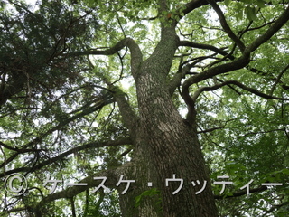 Ⓒ 縮小 ブ 2017年5月10日 福岡県 宗像市朝町 (神社の木).jpg