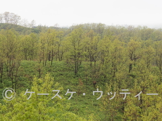 Ⓒ 縮小 ブ 2017年5月10日 霧の阿蘇ミルクロード付近(熊本県) (1).jpg