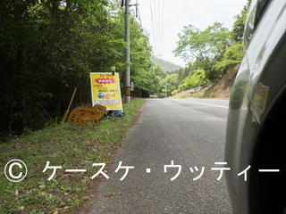 Ⓒ 縮小 ブ 2017年5月8日 長崎県 対馬 (ツシマヤマネコ看板).jpg