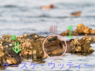 〇印 ♂♀ 縮小 2017年4月2日 オナガがモ 休息.jpg
