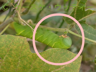〇印 トリミング 2016年10月14日 トビイロスズメの幼虫 1.jpg