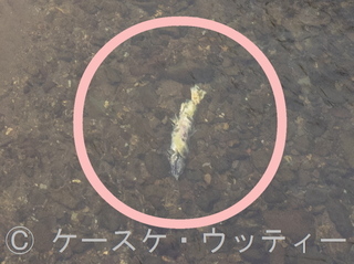〇印 トリミング 縮小 2016年11月12日 サケの終わり.jpg