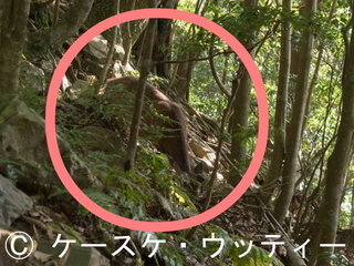 〇印 トリミング 縮小 2017年5月14日 ヤクシカ 2 西部林道.jpg