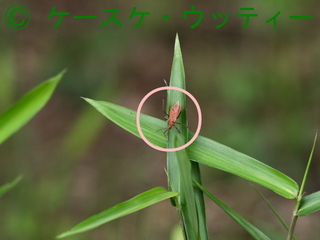 〇印 縮小 ブ 2017年5月25日 アカサシガメ 1.jpg