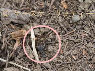 〇印 縮小 ブ 2017年5月25日 クロヤマアリ 1.jpg
