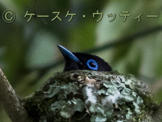トリミング A ブ ★ 2017年6月7日 サンコウチョウ 営巣 1.jpg