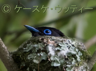 トリミング A 縮小 ブ ★ 2017年6月7日 サンコウチョウ 営巣 2.jpg