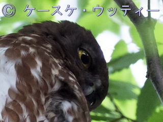 トリミング ブ 2017年5月27日 茨城県 アオバズク.jpg