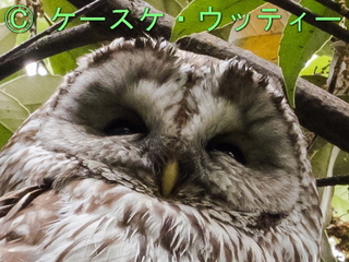 トリミング ブ ● 2017年5月27日 フクロウ.jpg
