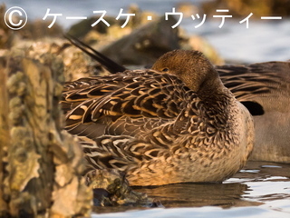トリミング 縮小 2017年4月2日 オナガがモ♀ 休息.jpg