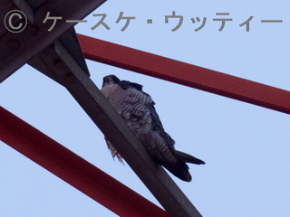 トリミング 縮小 2017年4月2日 鉄塔にハヤブサが!!.jpg