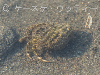 トリミング 縮小 2017年4月5日 ホンヤドカリ.jpg