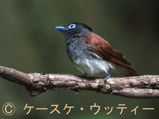 トリミング 縮小 ブ 2017年5月25日 サンコウチョウ 1.jpg