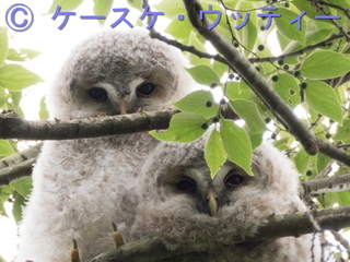 トリミング 縮小 ブ ● 2017年5月27日 フクロウ 雛.jpg
