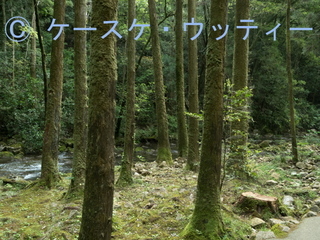 ブ 2017年5月7日 苔むす幹.jpg