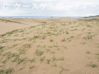 ブ 縮小 2017年5月5日 カヤツリグサ科 コウボウムギ群生 1.jpg