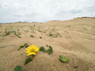 ブ 縮小 2017年5月5日 砂丘に咲く花【ハマニガナ】.jpg