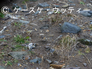 縮小 2016年11月12日 残骸.jpg
