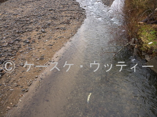 縮小 2016年11月12日 サケの終わり.jpg