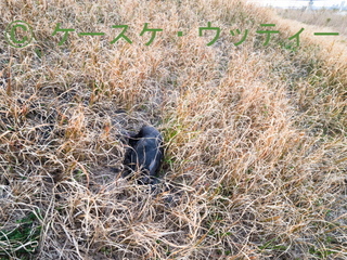 縮小 2017年4月2日 オオバンの死骸.jpg