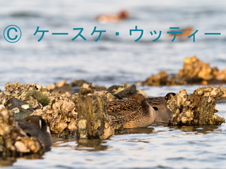 縮小 2017年4月2日 オナガがモ♀ 休息.jpg