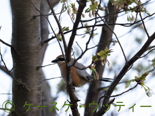 縮小 2017年4月2日 モズ.jpg