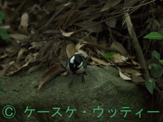 縮小 ブ 2017年5月25日 シジュウカラ 1.jpg