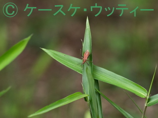 縮小 ブ 2017年5月25日 アカサシガメ 1.jpg
