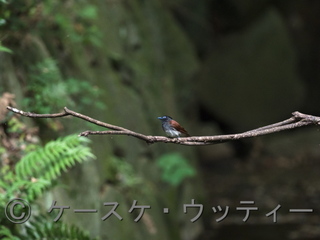 縮小 ブ 2017年5月25日 サンコウチョウ 1.jpg