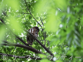 縮小 ブ 2017年5月27日 アオバズク.jpg