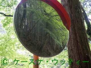 縮小 ブ 2017年5月6日 カーブミラの緑.jpg