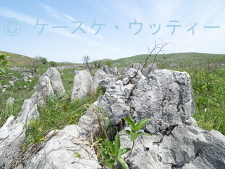 縮小 ブ 2017年5月7日 カルスト台地 9.jpg