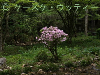 縮小 ブ 2017年5月7日 緑に生えるピンク色.jpg