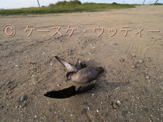 縮小 ブ 2017年6月6日 ハシボソミズナギドリの死骸.jpg