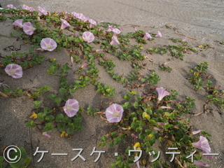 縮小 ブ 2017年6月6日 ハマヒルガオ 1.jpg