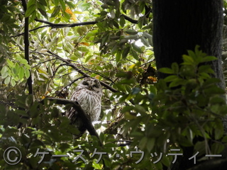 縮小 ブ ● 2017年5月27日 フクロウ.jpg