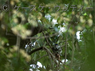 縮小 ブ ★ 2017年6月7日 サンコウチョウ 営巣 1.jpg