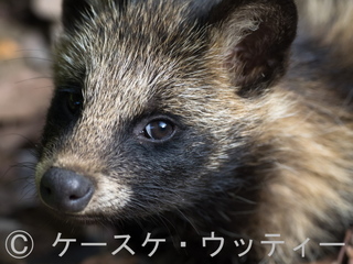縮小 ブログ 2016年7月20日 子ダヌキ.jpg