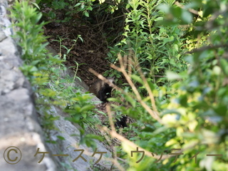 縮小 ブログ 2016年7月20日 茂みに子ダヌキを見つけた!.jpg